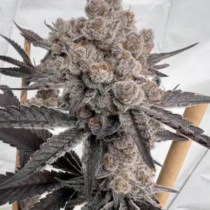 Bahama Bomb – Solfire Gardens