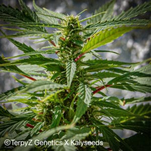 Lemonade Haze SWAG - TerpyZ Genetics