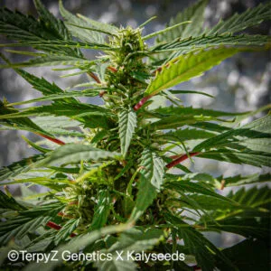 Lemonade Haze SWAG - TerpyZ Genetics