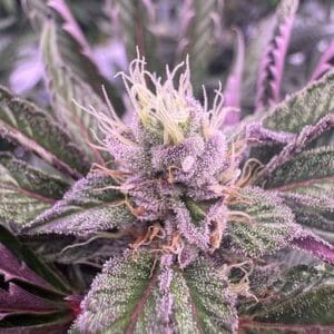 Larry Wrecker - Aficionado Humboldt