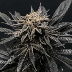 Rosso Corsa - Aficionado French Connection