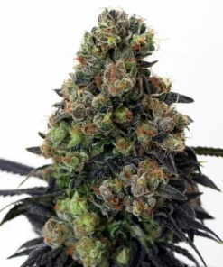 Blueberry Blast – Ziplock Seeds