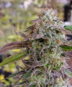 Gun Smoke – Ziplock Seeds