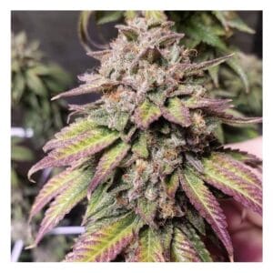 Smac Town - Purple City Genetics