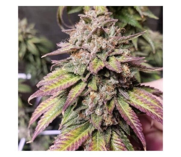 Smac Town - Purple City Genetics