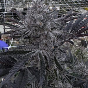 Butter Balm – Solfire Gardens