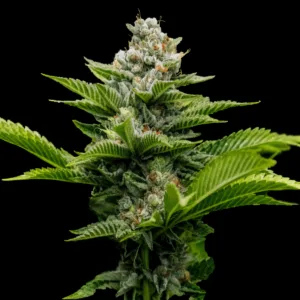 Challah Cake - DNA Genetics