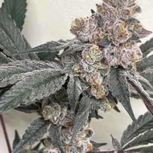 Cherry Chunks – Solfire Gardens