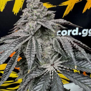 Dirty Water – Solfire Gardens