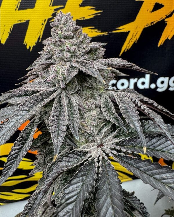 Dirty Water – Solfire Gardens