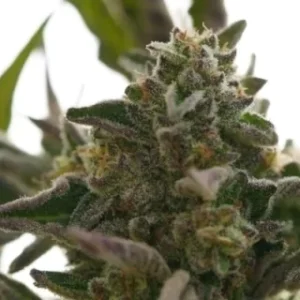 Ziplock Seed - Tokyo Moon