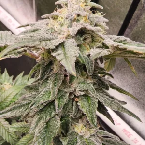 Fire Crotch - Lit Farms