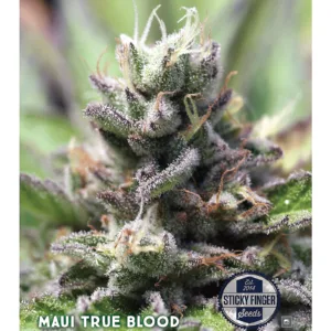 MAUI TRUE BLOOD