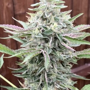 Georgia Pie x Koffee - CHA Humboldt