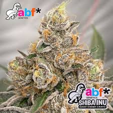 Shiba Inu - Always Be Flowering