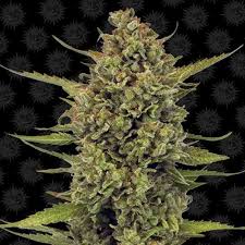 Acapulco Gold - Masonic Seeds