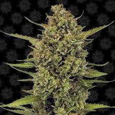 Acapulco Gold - Masonic Seeds