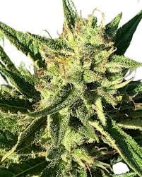 Lemon Laus - Reeferman