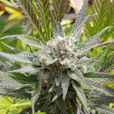 Maui Magilla Glue - Sticky Finger Seeds