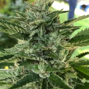 Lime Vine - Freeborn Selections