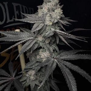 Lucid Vision – Solfire Gardens