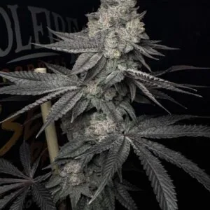 Lucid Vision – Solfire Gardens
