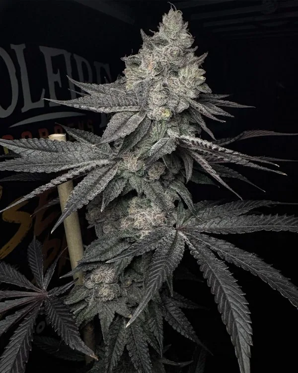 Lucid Vision – Solfire Gardens
