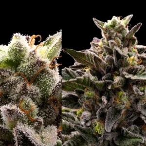 Macaveli – Ziplock Seeds