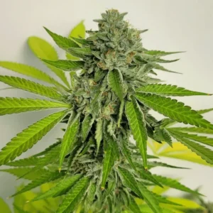 Deep Green Genetics – Maui Skunk x KY Jealousy