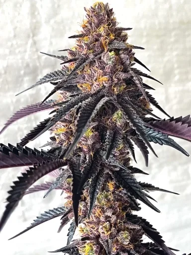 Picasso Moon - Lovin' In Her Eyes Seeds - Imagen 2