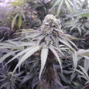 Pineapple Sorbet F4 - Aficionado Humboldt