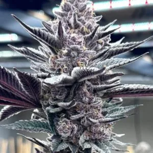 Ziplock Seed - Hot Pink