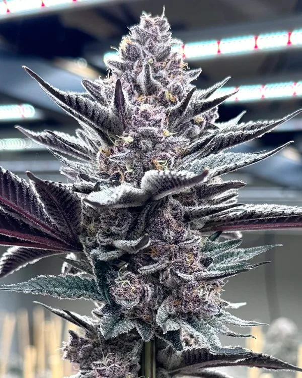 Ziplock Seed - Hot Pink