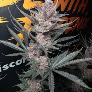 The Pulp Father – Solfire Gardens