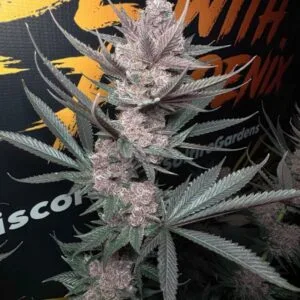The Pulp Father – Solfire Gardens
