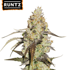 Killer Runtz - Burbee Seeds