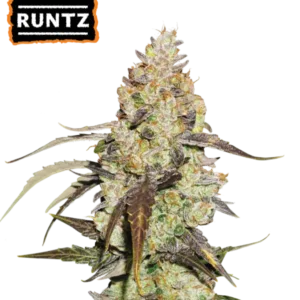Killer Runtz - Burbee Seeds