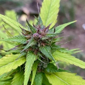 Variegated Delight© - TerpyZ Genetics