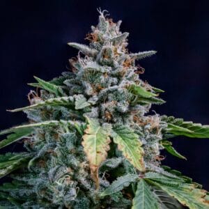 Walter White – Vintage Release Handmade Pack (The White x Mr. White)