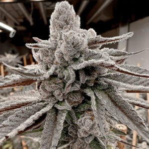 Yummylicious – Solfire Gardens