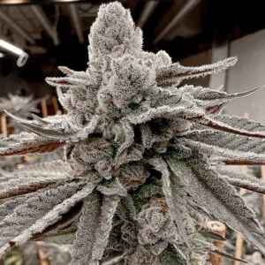 Yummylicious – Solfire Gardens