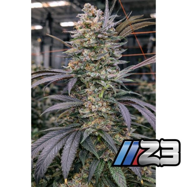 Z3-P0 - Terphogz