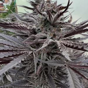 Deep Green Genetics – Magilla Glue x KY Jealousy