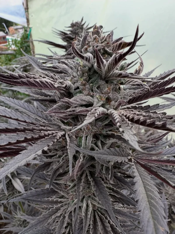 Deep Green Genetics – Magilla Glue x KY Jealousy