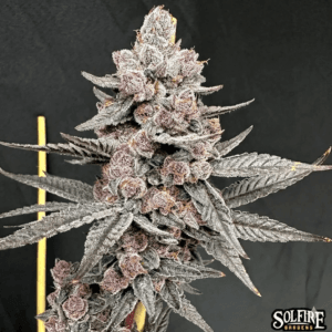 Sinfusion – Solfire Gardens (copia)