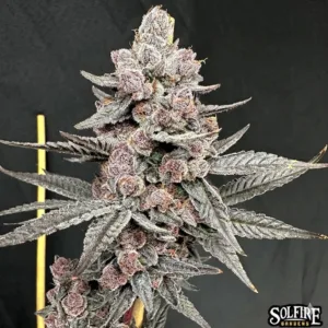 Sinfusion – Solfire Gardens