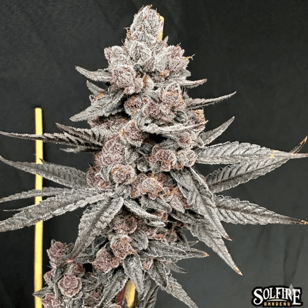 Sinfusion – Solfire Gardens