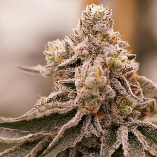 Queen Bee – Ziplock Seeds - Imagen 2