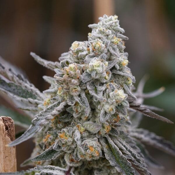 Queen Bee – Ziplock Seeds - Imagen 5