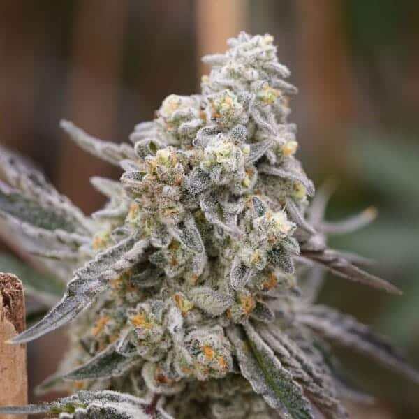 Queen Bee – Ziplock Seeds - Imagen 7